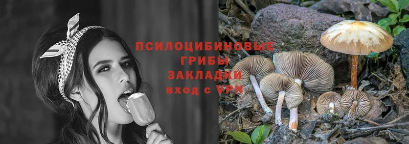 Галлюциногенные грибы Psilocybe  купить наркоту  Усть-Кут 